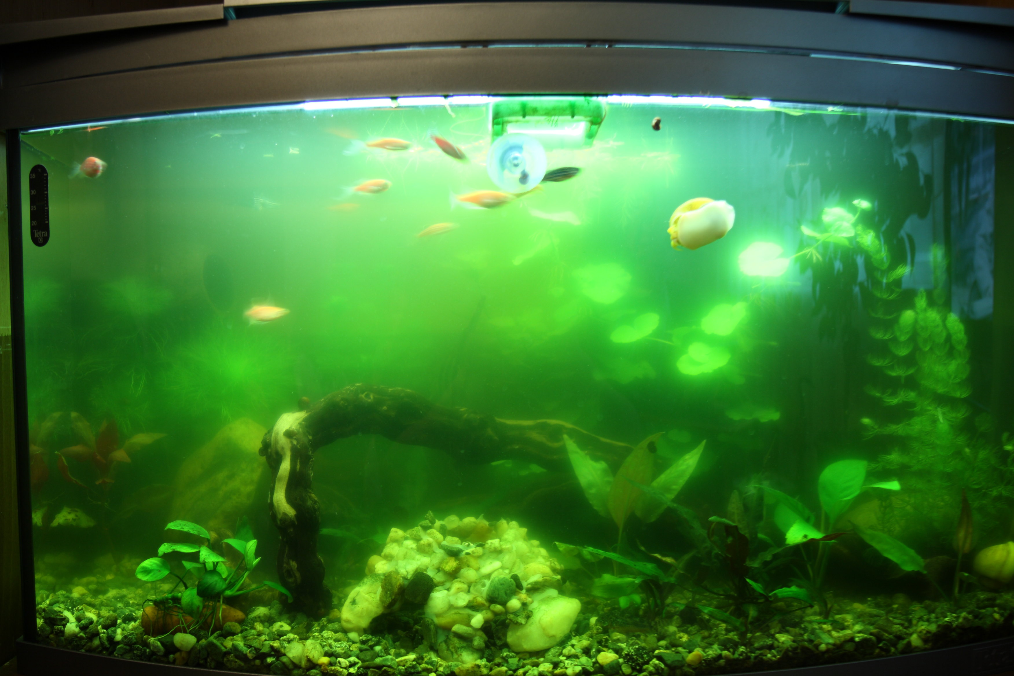 Почему зеленеет вода в аквариуме – полезные факты о важном