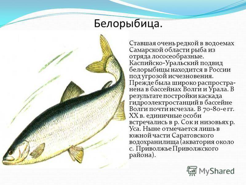 Шемая: фото, приготовление, польза и вред