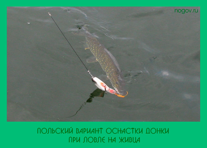 Ловля щуки на спиннинг в июне - суперулов - интернет-портал о рыбалке