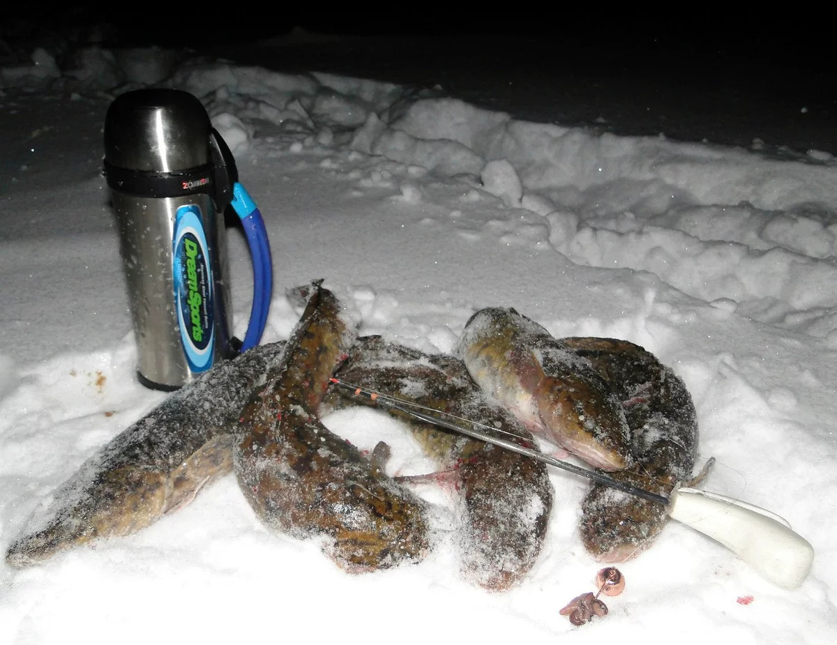 Ловля налима зимой: как и на что ловить пятнистого хищника