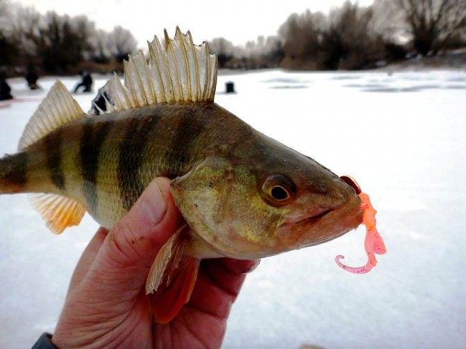 Прикормки для зимней рыбалки своими руками