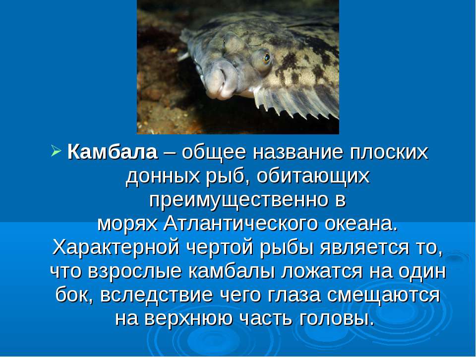 Камбала рыба. образ жизни и среда обитания рыбы камбалы