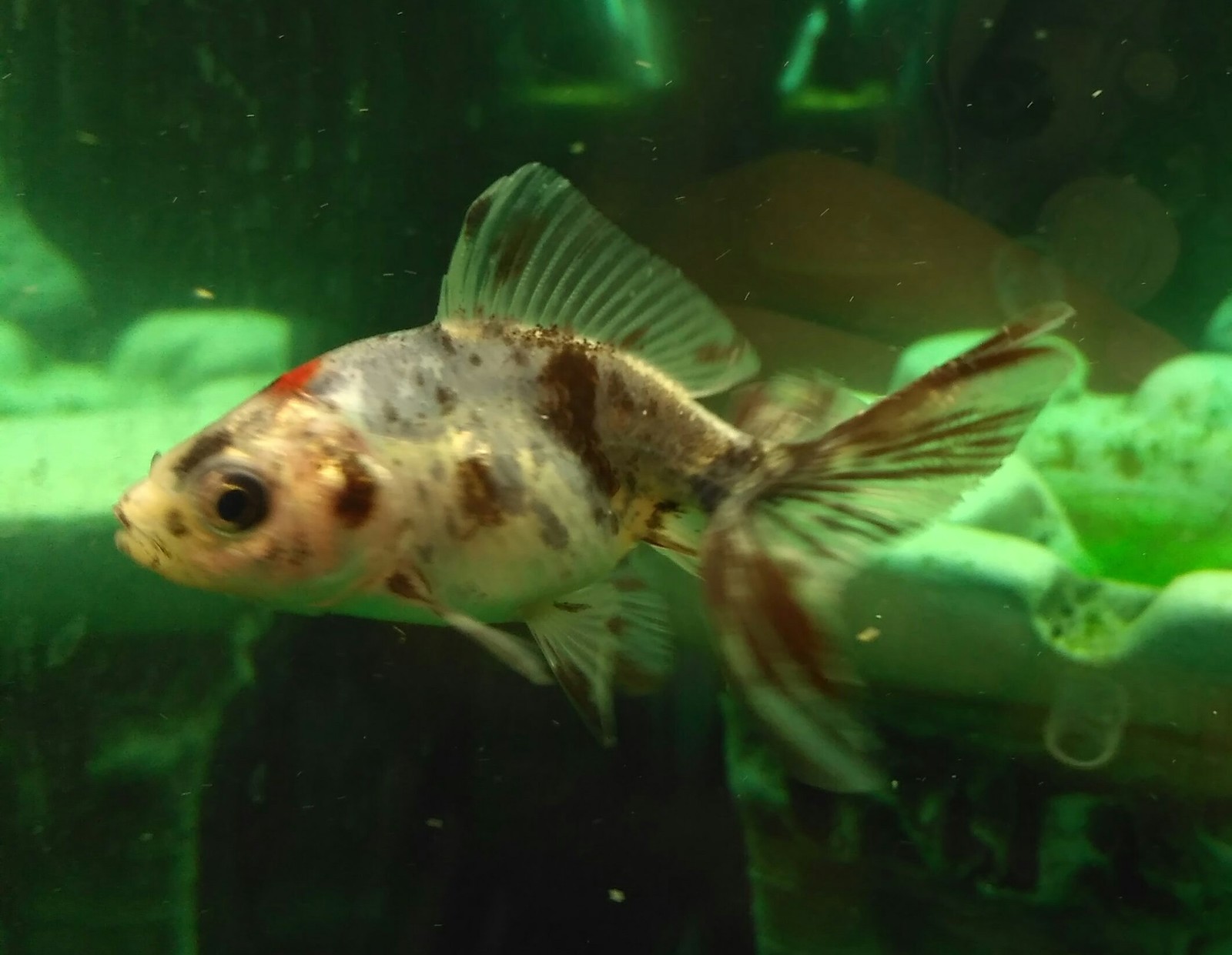 Ихтиофтириоз (манка) в общем аквариуме у рыб: симптомы и лечение болезни, опасна ли для человека