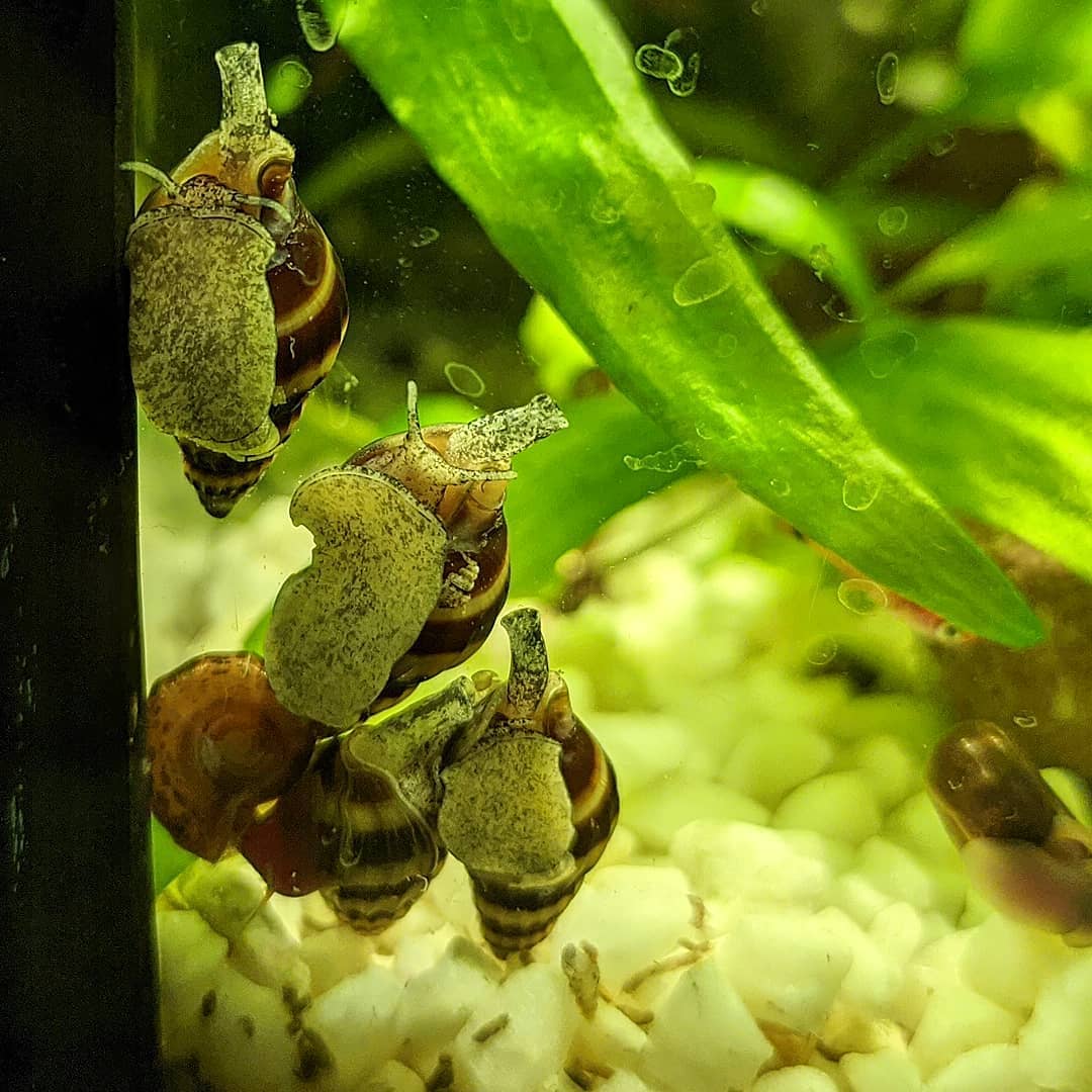 Улитка мелания размножение в аквариуме фото