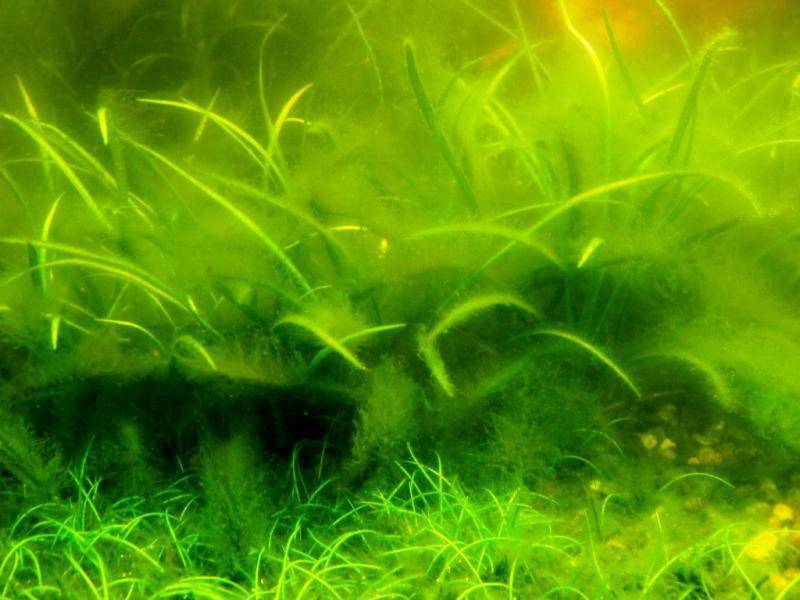 Почему зеленеет вода в аквариуме? 14 фото как с этим бороться? что делать, если вода очень быстро становится зеленой после ее замены?