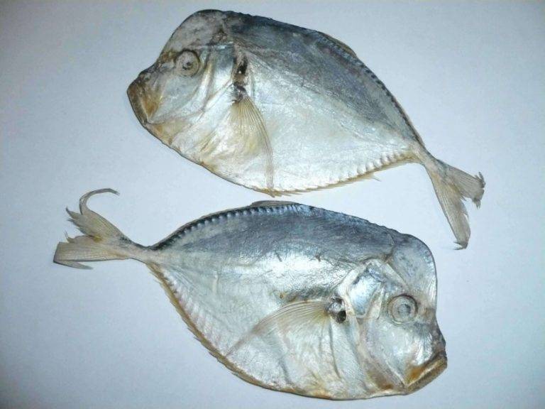 Мойва (уёк) – описание рыбы, виды, где обитает, пища, фото