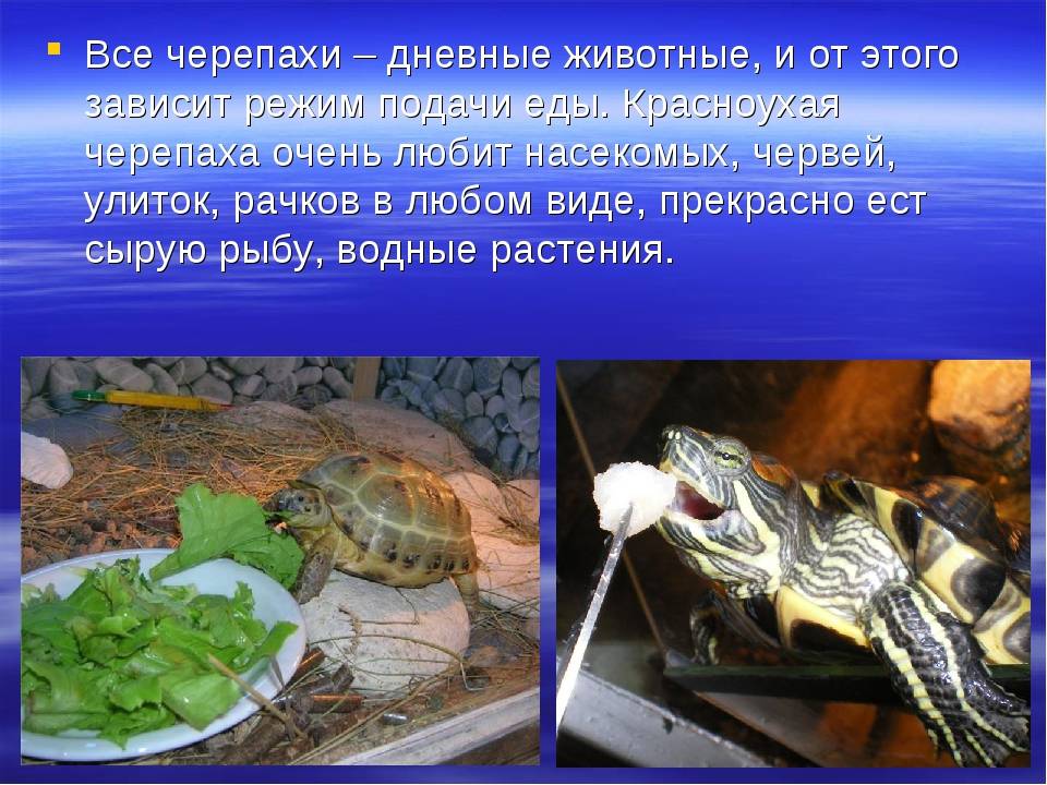Сколько красноухая черепаха может прожить без воды и еды. продолжительность жизни. сколько может прожить без воды красноухая черепаха