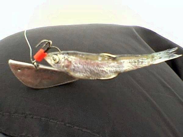 Ловля судака на тюльку зимой: особенности рыбалки, подготовка снастей