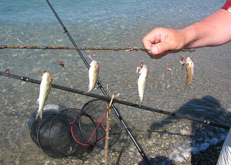 На что можно ловить рыбу, на какую приманку лучше клюет на реке или озере