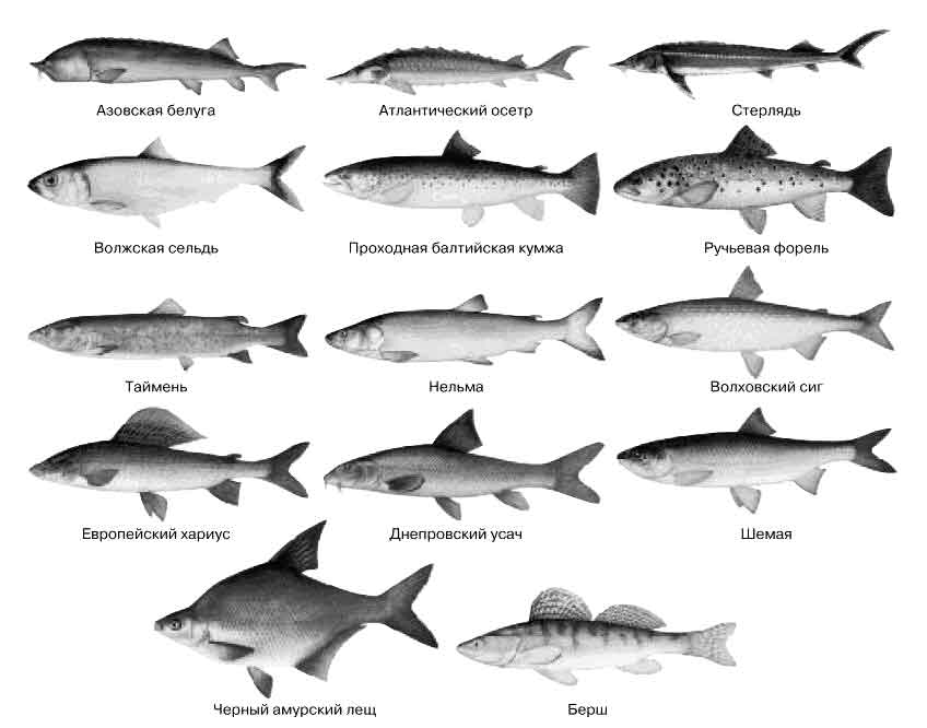 Северная рыба виды названия и фото