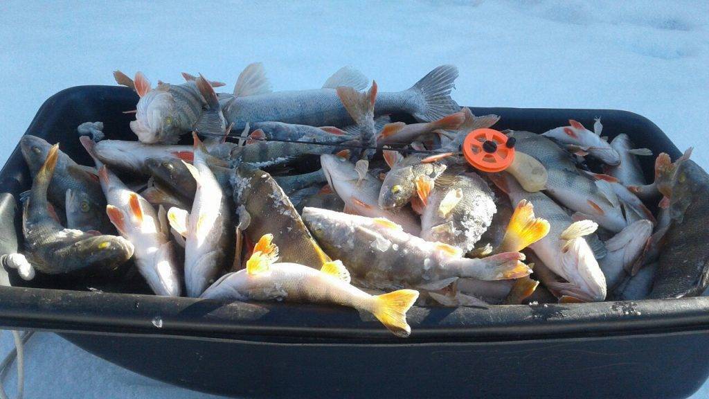 Особенности рыбалки на пестовском водохранилище
