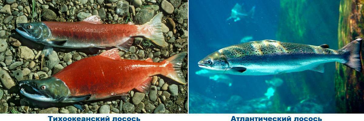 Определение лосося, основные виды рыб, отличия лосося от семги
