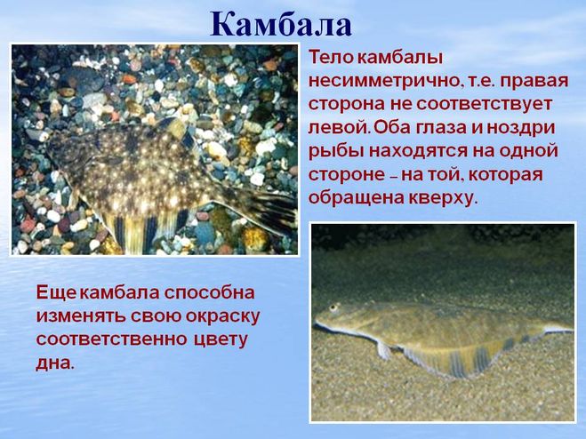 Камбала рыба. образ жизни и среда обитания рыбы камбалы | животный мир