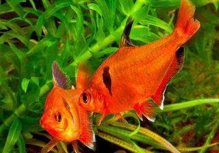 Рыбка минор (аквариумная): содержание тетры, совместимость, уход, нерест, фото, размножение, кормление