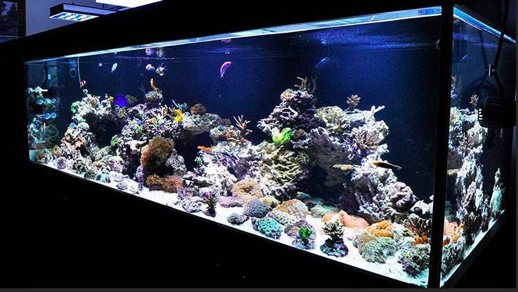 Морской аквариум у вас дома! с чего начать и сколько стоит?