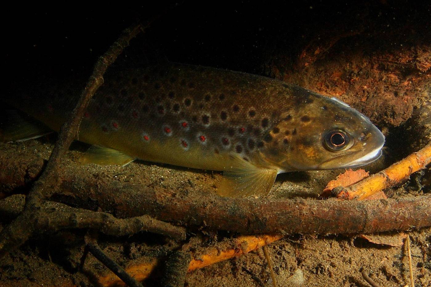 Самка форели фото. Кумжа нерест. Кумжа (лат. Salmo trutta). Ку́мжа (лат. Salmo trutta). Кумжа на нересте фото.