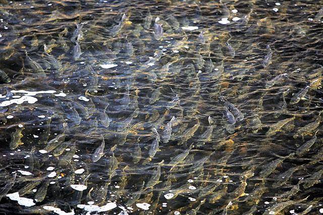 Нерест рыбы: важность этого процесса для ихтиофауны
