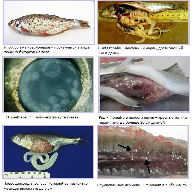 Паразиты и болезни речной рыбы опасные и заразные для человека