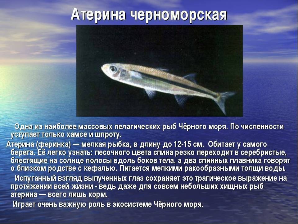 Черное море – описание, характеристики, граничащие страны, глубина, площадь, фото и видео  - «как и почему»