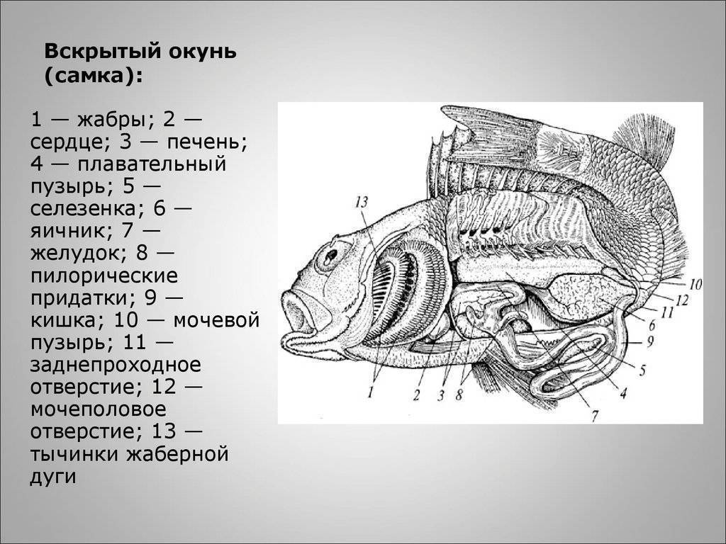 Костистые рыбы (teleostei) и их строение