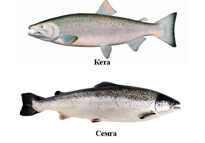 Кета – что за рыба, как выглядит, полезные свойства мяса и где водится