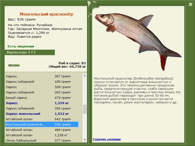 ???? рыба жерех: подробное описание, пособы ловли и приготовления