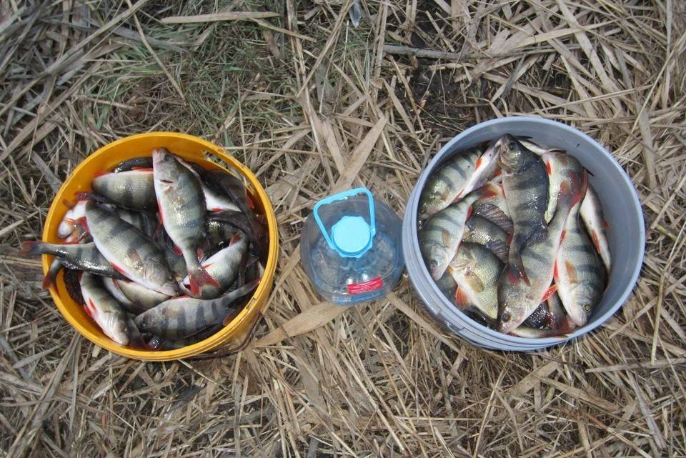 Рыбалка в области ростов на дону
