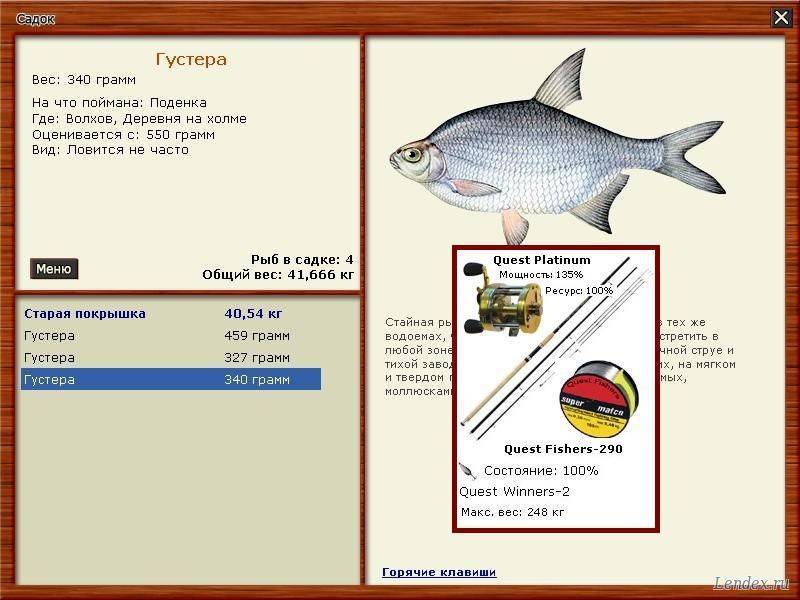 Густера где ловить. Густера рыба на что ловить. Русская рыбалка 3 густера. Густера Волхов. Максимальный вес густеры.