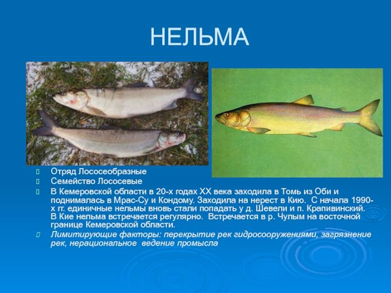 Нельма, или белорыбица (лат. stenodus leucichthys nelma) – рыба из рода сиговых, семейства лососевых » конкретно.ru - новостной портал.