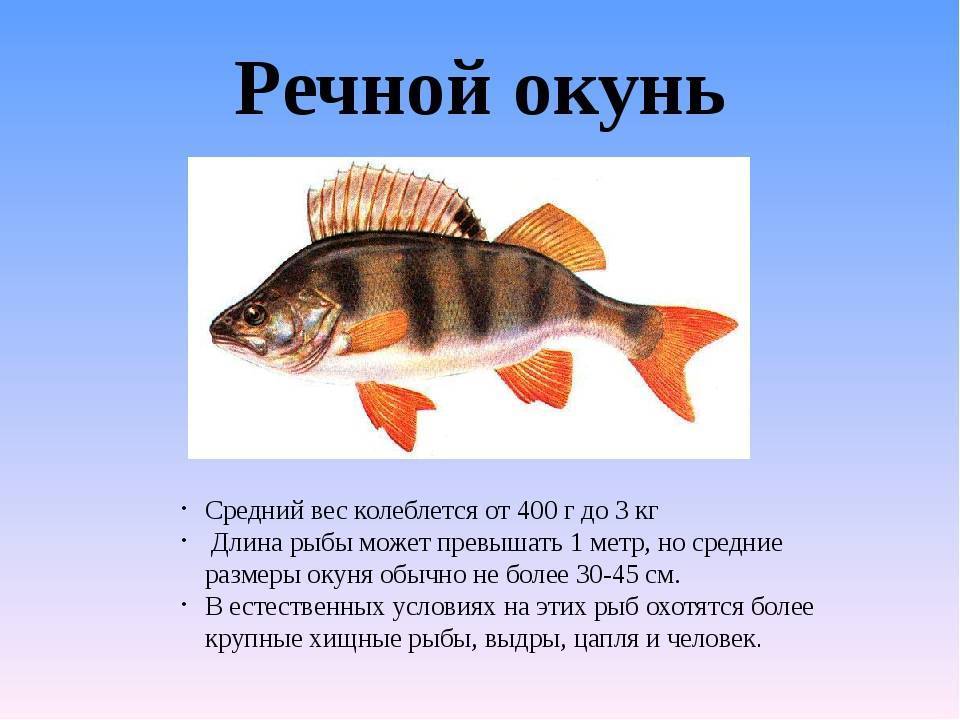 Окунь: описание, распространение, образ жизни и способ ловли - fishingwiki