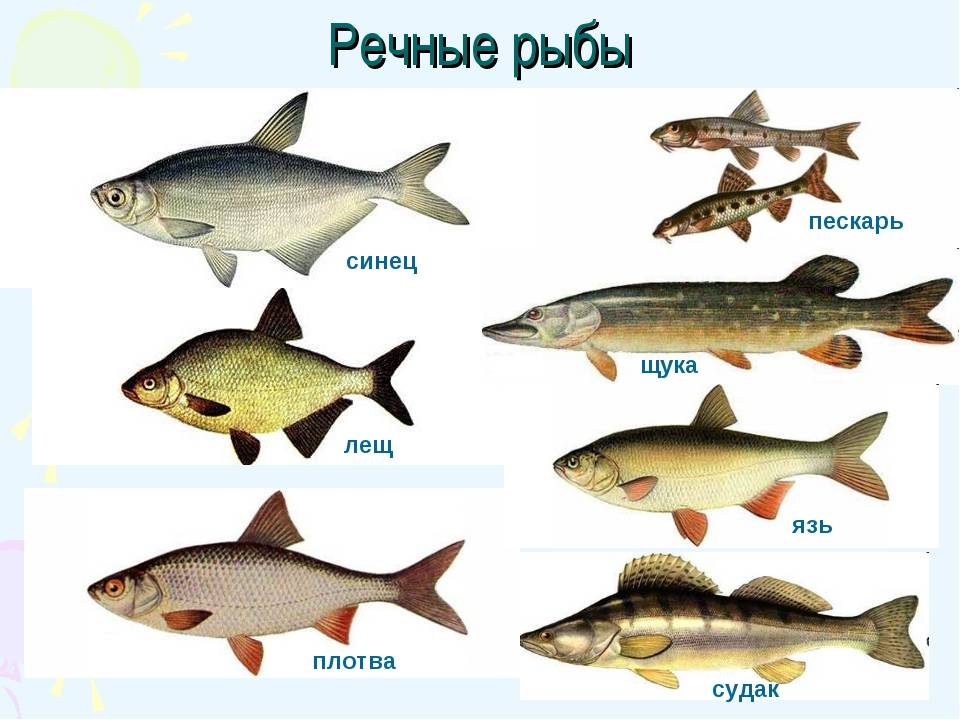Рыбы фото и описание – каталог морских и пресноводных рыб ? prorybu.ru