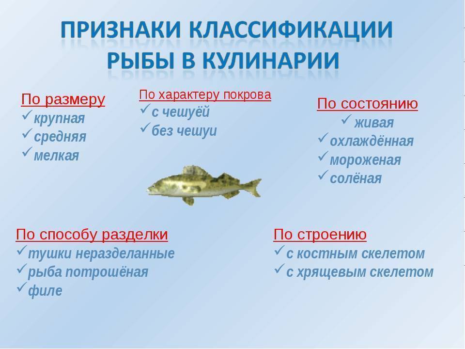 Корюшка - описание и фото рыбы, где водится, способы ловли снетка