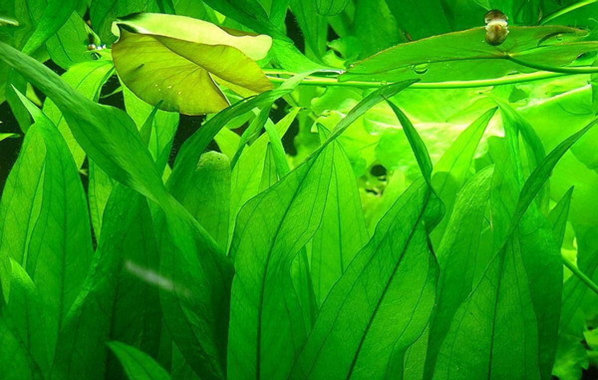 Эхинодорус амазонский. условия содержание аквариумного растения эхинодоруса амазонского.
