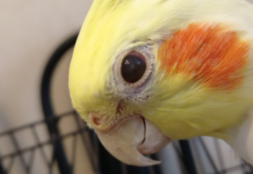 Попугай корелла с хохолком на голове и красными щечками: описание, уход и содержание