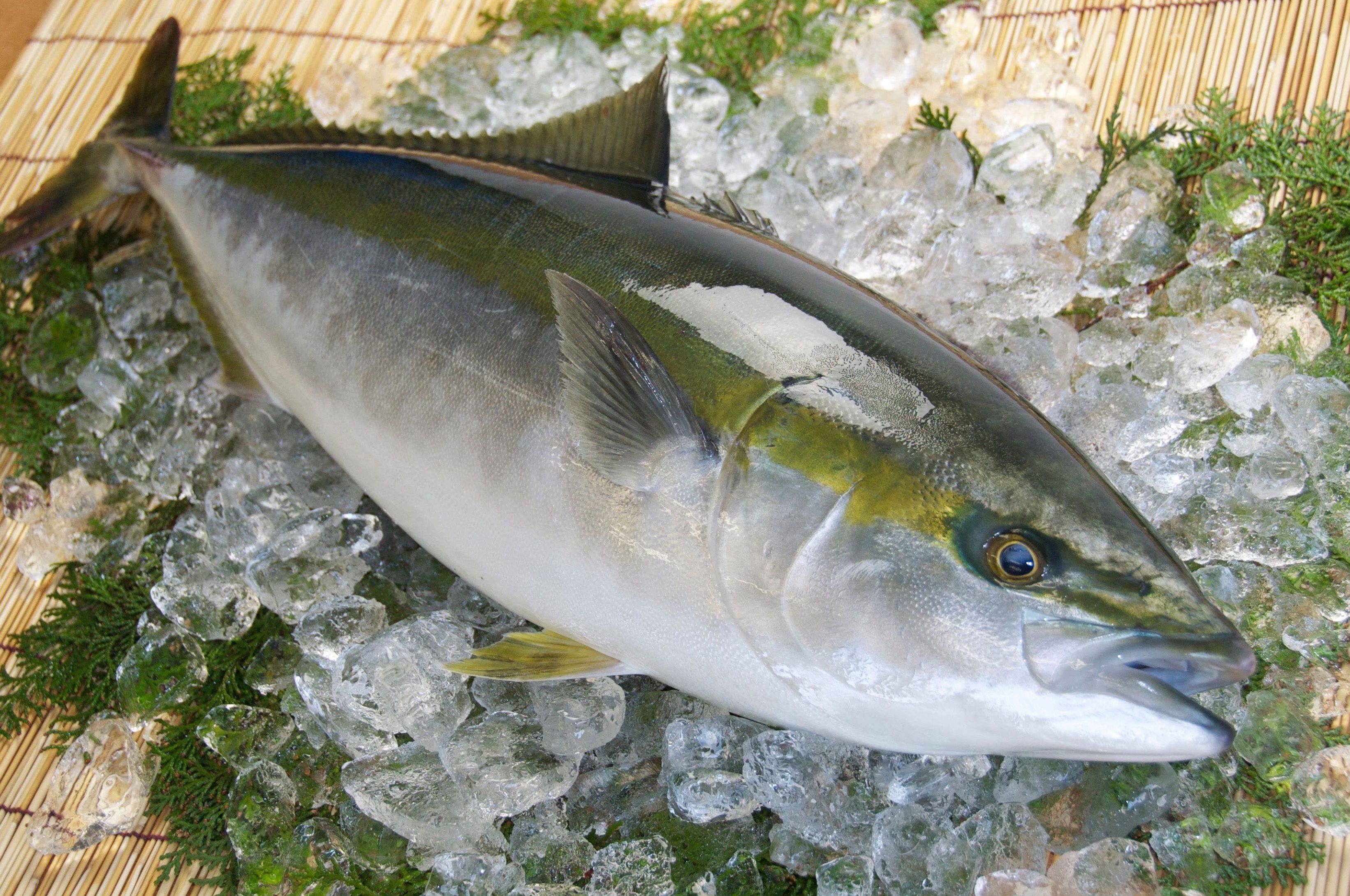 Рыба лакедра (желтохвост)