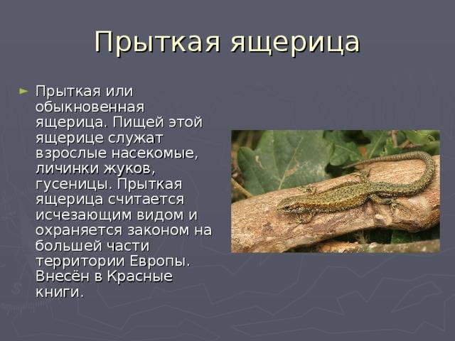 Как сделать и обустроить террариум для ящериц? содержание ящериц в домашних условиях
