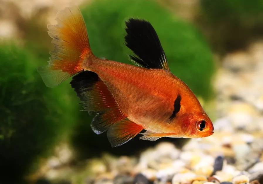 Аквариумная рыбка минор (серпас, красная тетра) – содержание в аквариуме