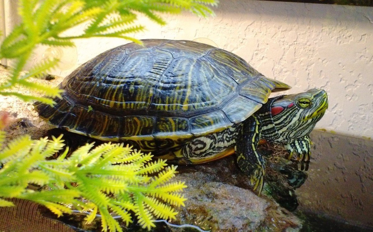 Красноухая черепаха в домашних условиях - содержание и уход