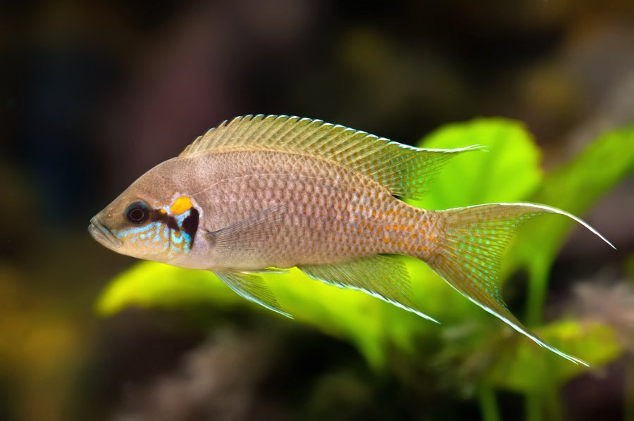 Принцесса бурунди (neolamprologus brichardi): болезни, виды, фото