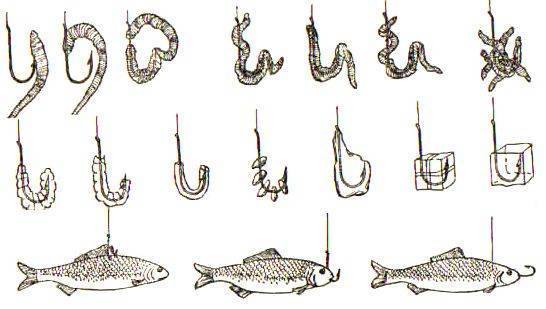Жерех: описание и фото рыбы, виды, условия обитания, ловля и разведение