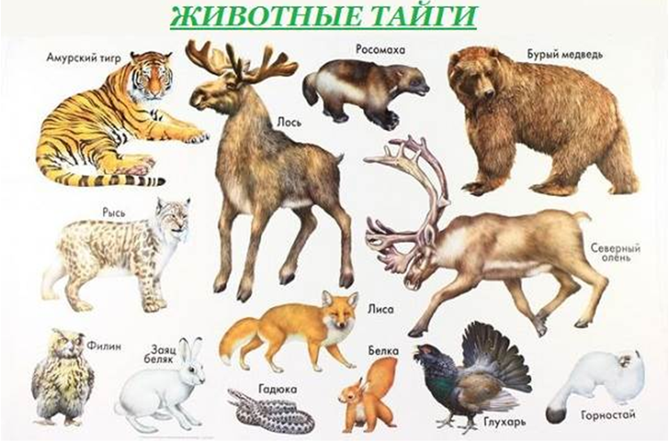 Доклад-сообщение животные тайги 3, 4 класс