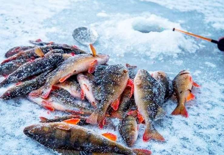 Ловля окуня по первому льду на мормышку: секреты ловли