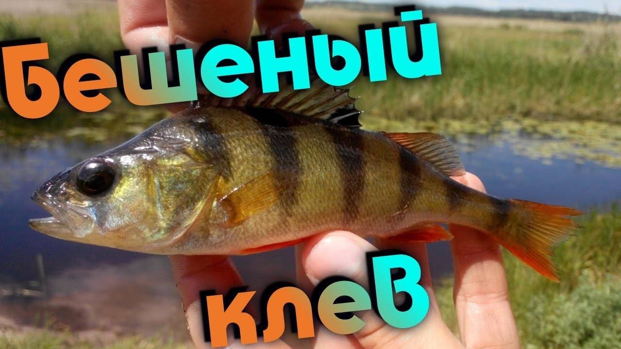 Хитрые советы для ловли окуня летом: где, как и чем ловить «полосатого разбойника»