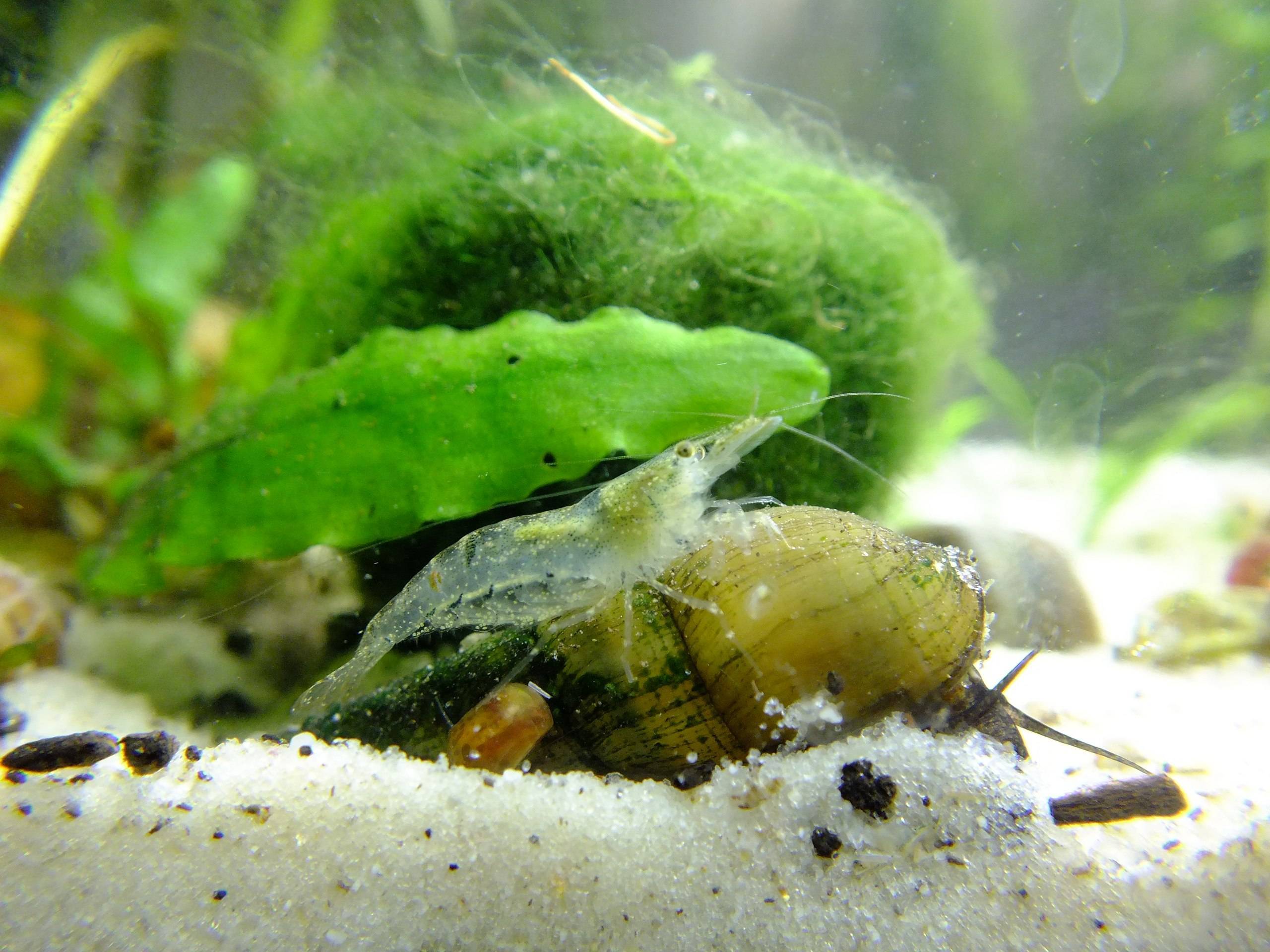 «домашние» креветки: особенности содержания в аквариуме