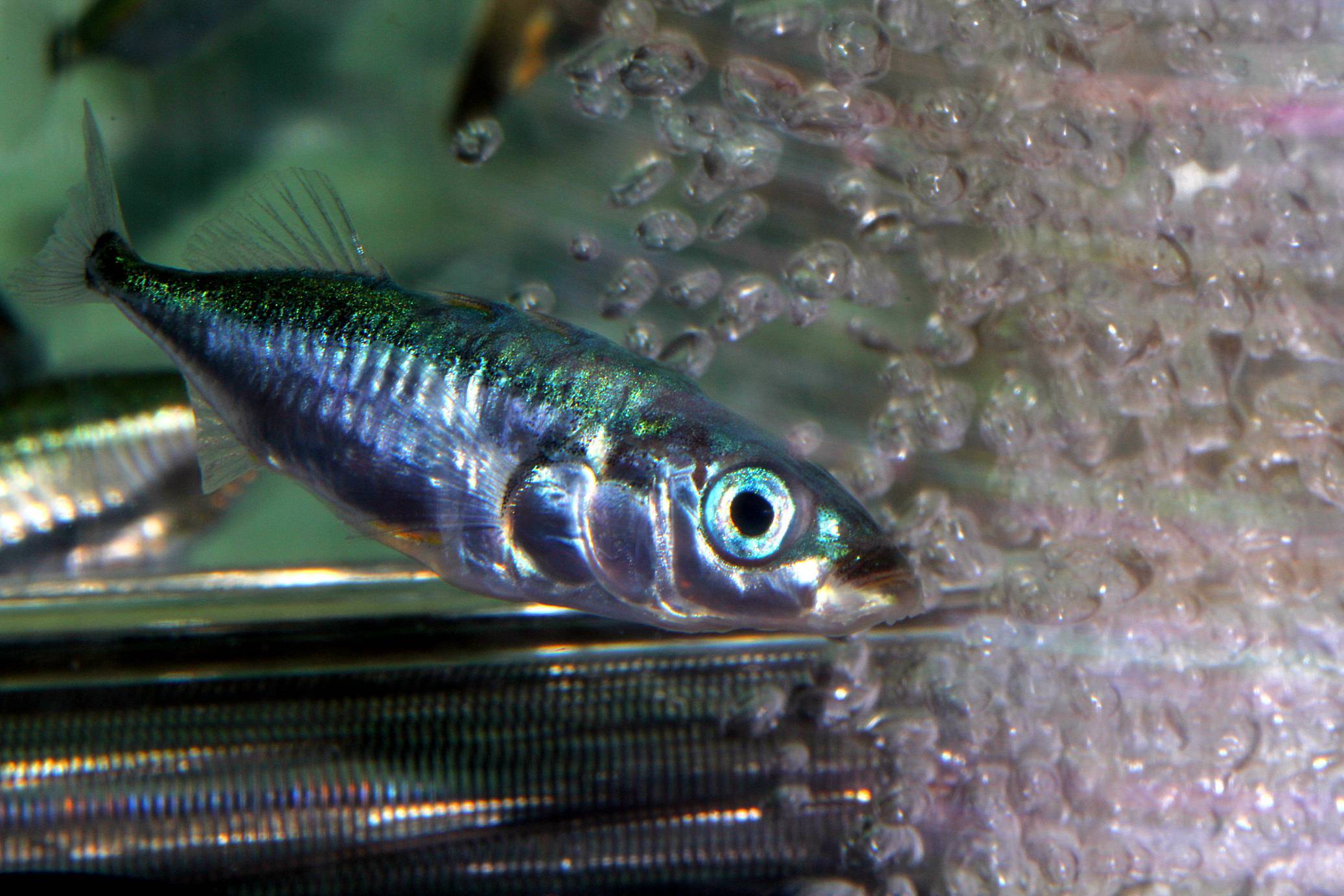 Колюшка трехиглая – крохотная рыбка, спасшая блокадников ленинграда