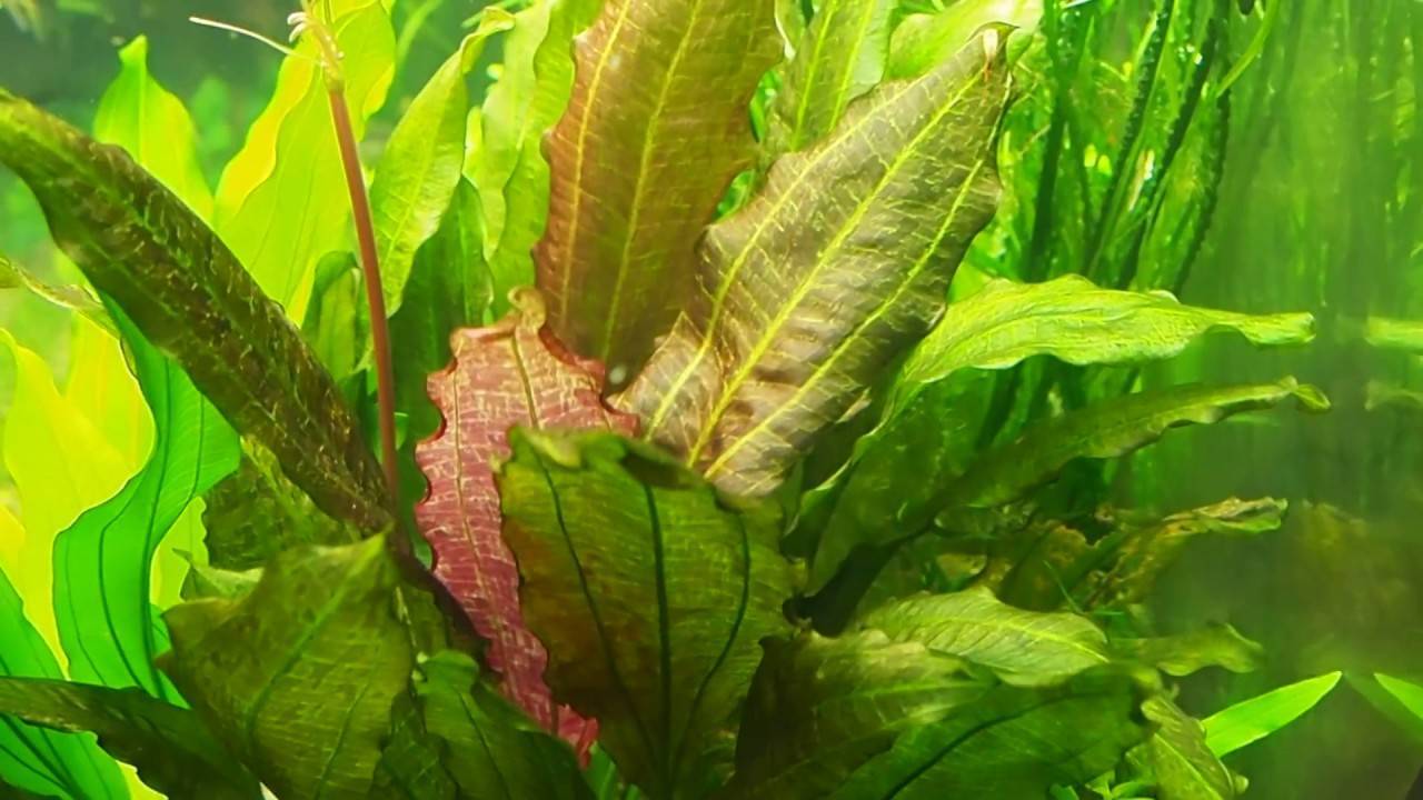 Эхинодорус в аквариуме: фото, виды, содержание и уход
эхинодорус в аквариуме: фото, виды, содержание и уход