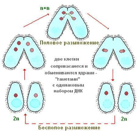 Конъюгация у инфузорий схема