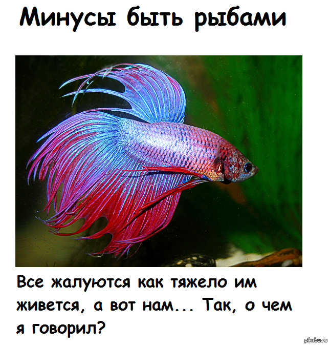 Рыбка у которой память 3 секунды название. есть ли память у рыб