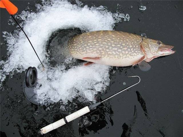 Ловля щуки по последнему льду: особенности рыбалки