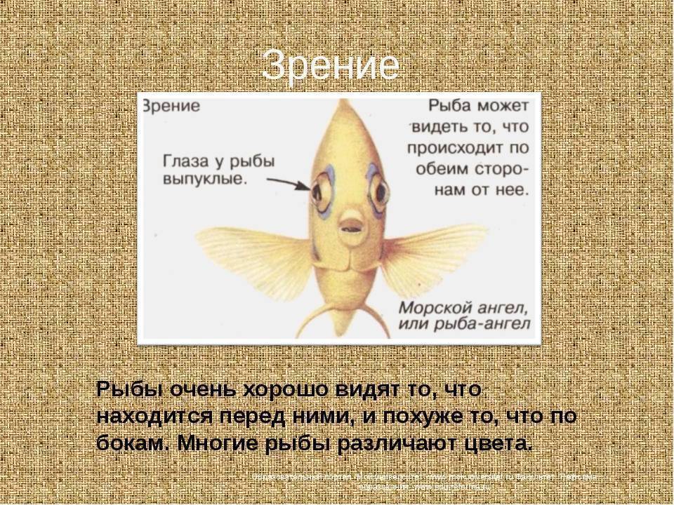 Какое значение имеет ноздри у рыб. Зрение рыб. Строение глаза рыбы. Расположение глаз у рыб. Зрение рыб строение.